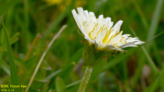 Taraxacum coreanum