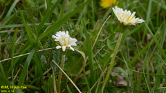Taraxacum coreanum