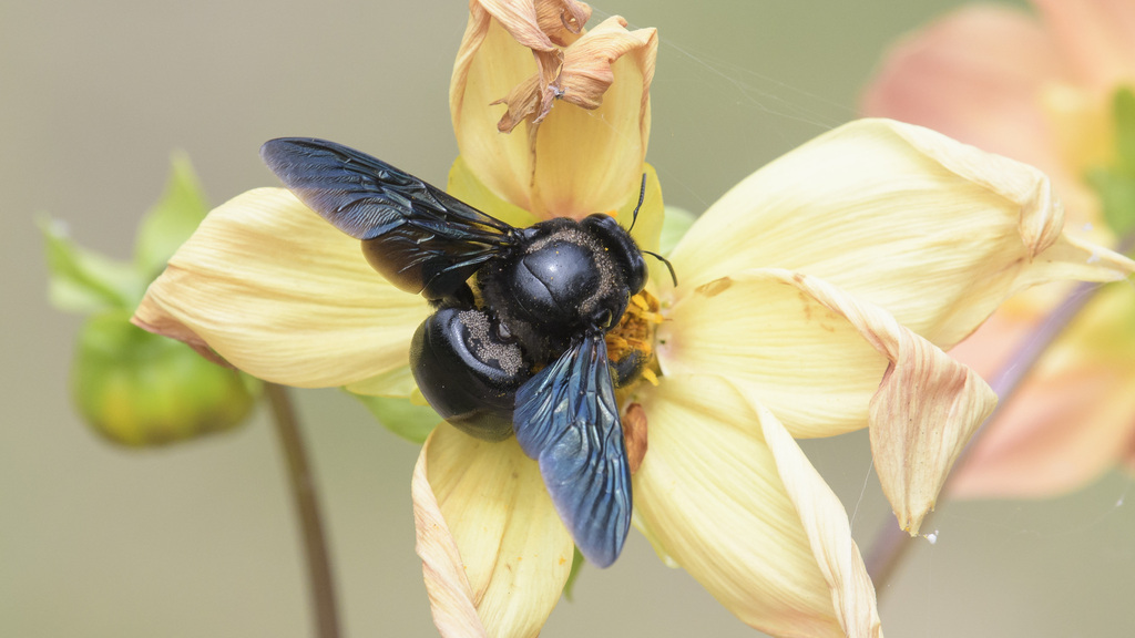 Ctenoxylocopa