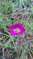Callirhoe involucrata
