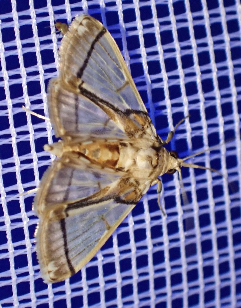 Syllepte chalybifascia (Syllepte chalybifascia)