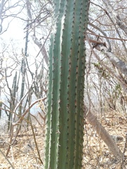 Cephalocereus nudus