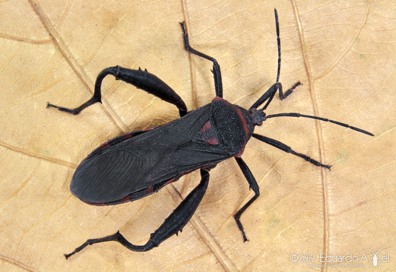 Piezogaster rubronotatus
