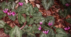Cyclamen repandum
