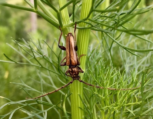 Nephalius
