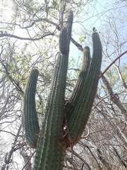 Cephalocereus nudus