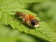 Andrena nitida