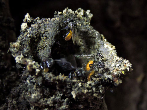 Red-tailed Stingless Bee