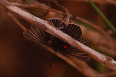 Melanis cephise