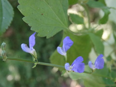Salvia languidula