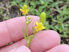 Ranunculus abortivus