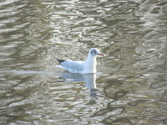 Chroicocephalus ridibundus