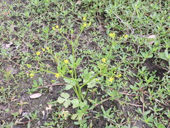 Ranunculus abortivus