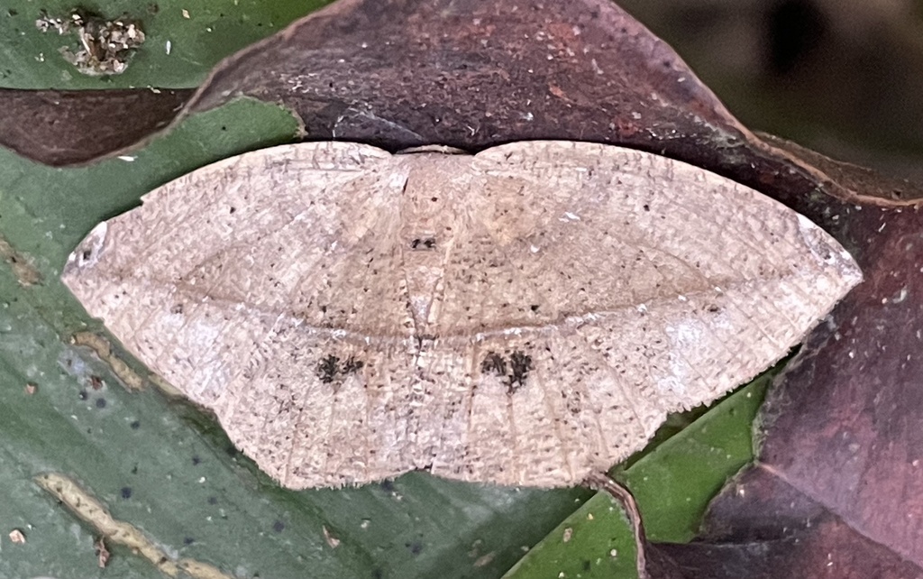 Epigynopteryx tabitha