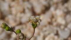 Eriogonum thurberi