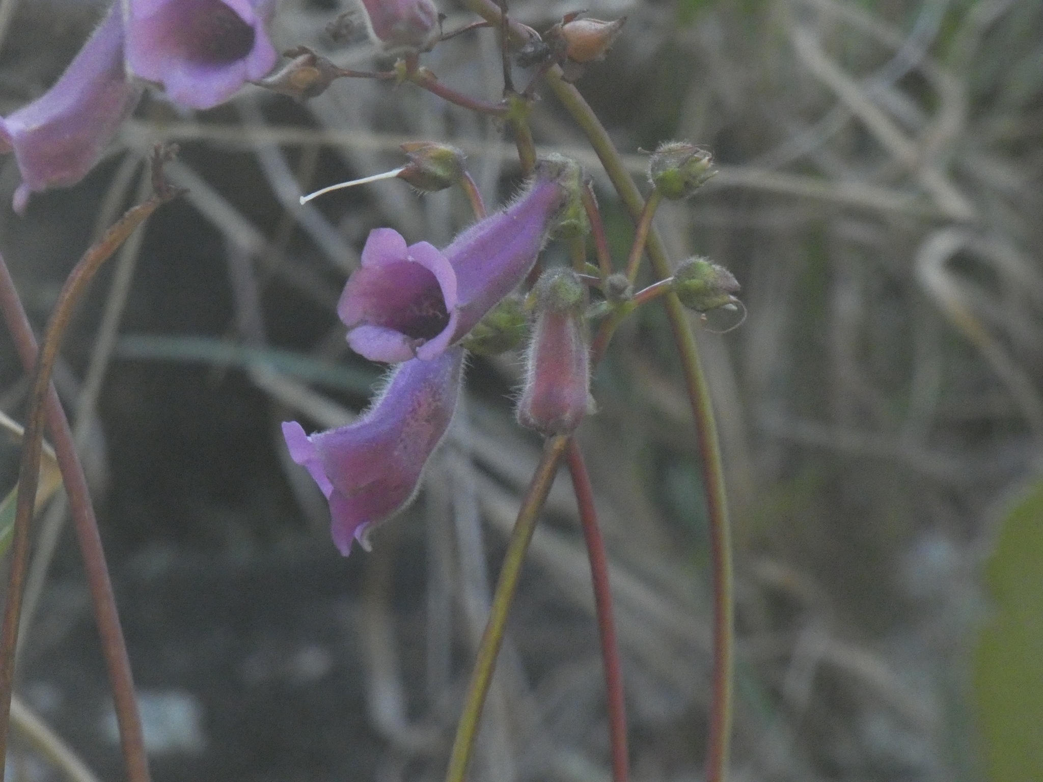 Sinningia aghensis