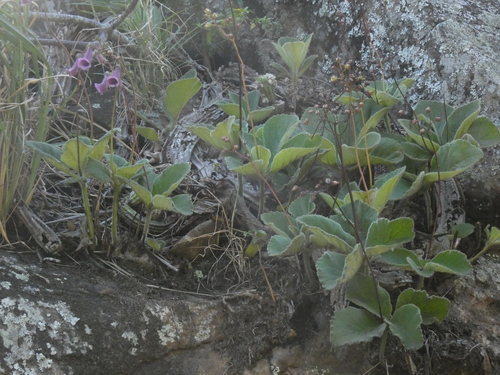 Image of Sinningia Aghensis (Sinningia aghensis) by (c) agujaceratops, some rights reserved (CC BY)