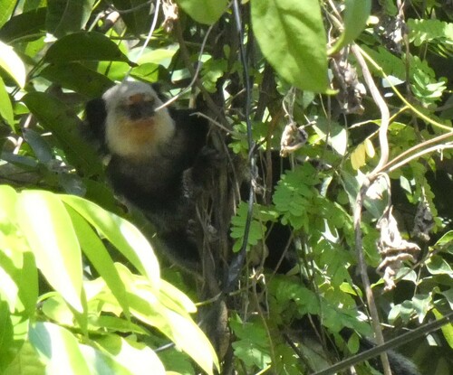 White-headed Marmoset