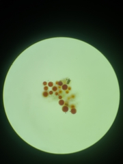 Haematococcus