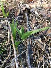 Hemerocallis lilioasphodelus