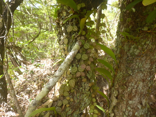 Dischidia ovata observed 2023-12-02