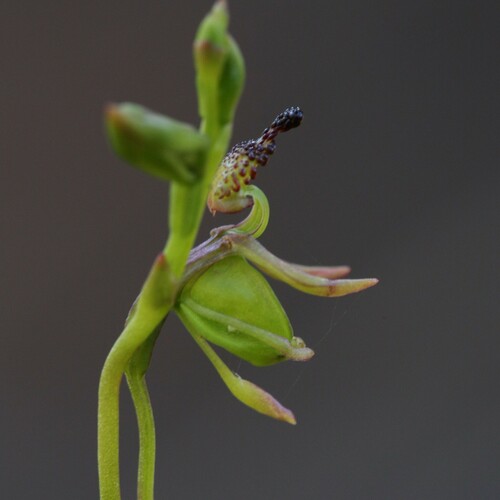 Image of Caleana minor by (c) Hugo Innes, some rights reserved (CC BY)