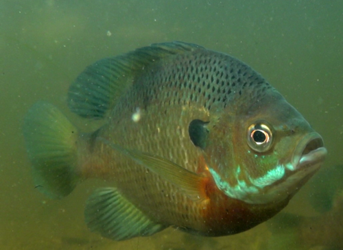 Lepomis macrochirus