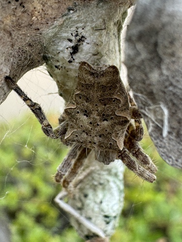 Tropical Tent-web Spider photo 6
