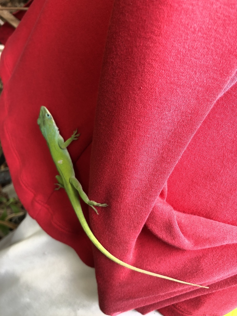 Green Anole from Southport, NC, US on December 4, 2023 at 03:28 PM by ...