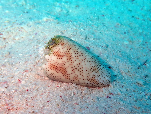 Sand-dusted Cone — seen at this dive site