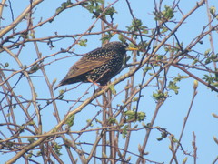 Sturnus vulgaris