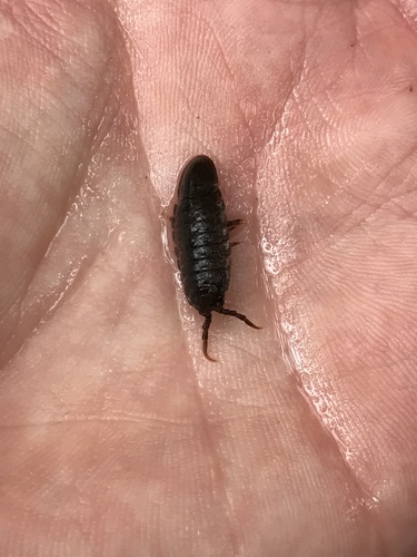 Austridotea benhami