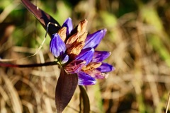 Gentiana villosa