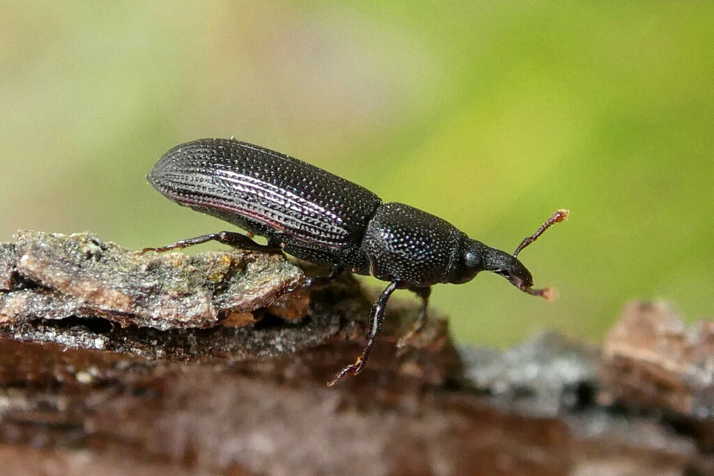 Cossonus cylindricus