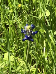 Lupinus texensis