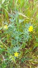 Lupinus luteus