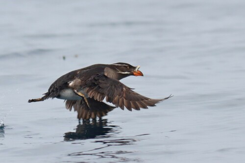 Rhinoceros Auklet