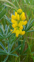 Lupinus luteus