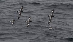 Cape Petrel photo 4