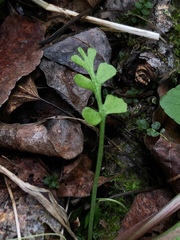 Botrychium minganense