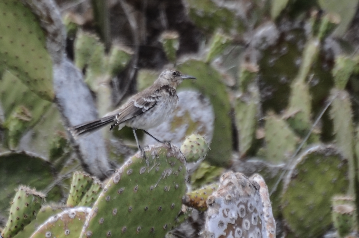 Floreana Mockingbird (Mimus trifasciatus), photo 4