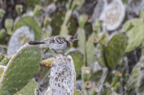 Floreana Mockingbird (Mimus trifasciatus), photo 5