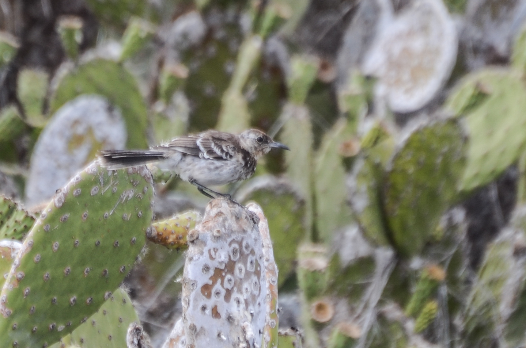 Floreana Mockingbird (Mimus trifasciatus), photo 5