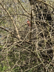 Cardinalis cardinalis