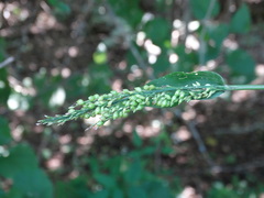 Lasiacis ruscifolia