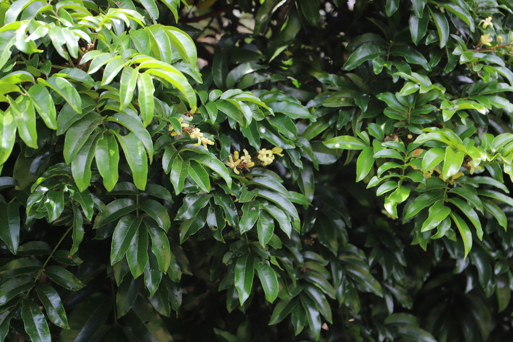 Trichilia dregeana; photograph (c) Suvarna Parbhoo Mohan, some rights reserved (CC BY-SA)
