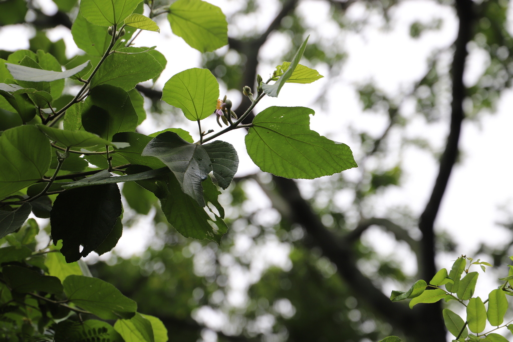Grewia lasiocarpa; photograph (c) Suvarna Parbhoo Mohan, some rights reserved (CC BY-SA)