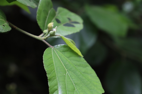 Image of Grewia lasiocarpa by (c) Suvarna Parbhoo Mohan, some rights reserved (CC BY-SA)