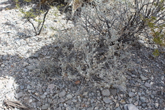 Parthenium argentatum