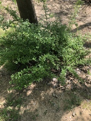 Ligustrum quihoui